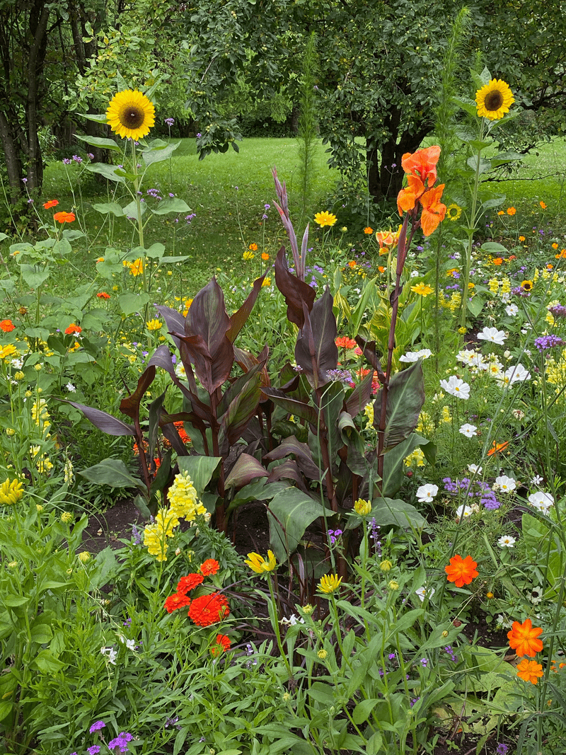 Colorful flowers in July